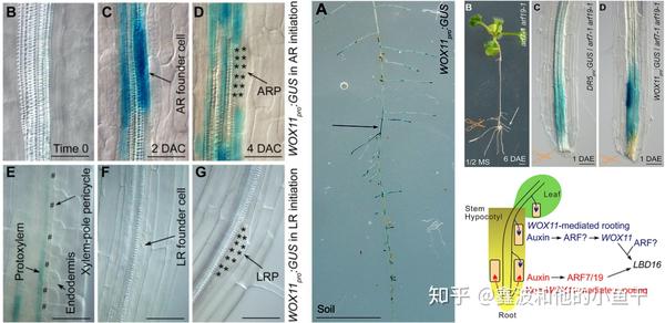植物根系发育的分子调控 根的次生结构 桃丽网