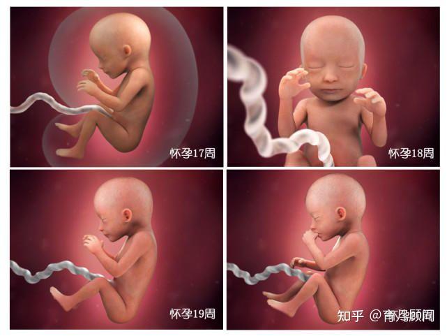 胎儿40周变身记:从05厘米受精卵到50厘米宝宝,过程神奇!