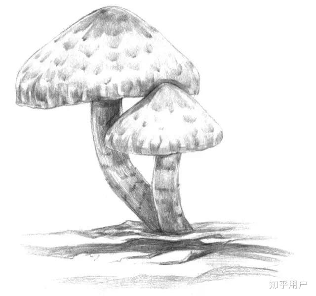 蘑菇怎么画