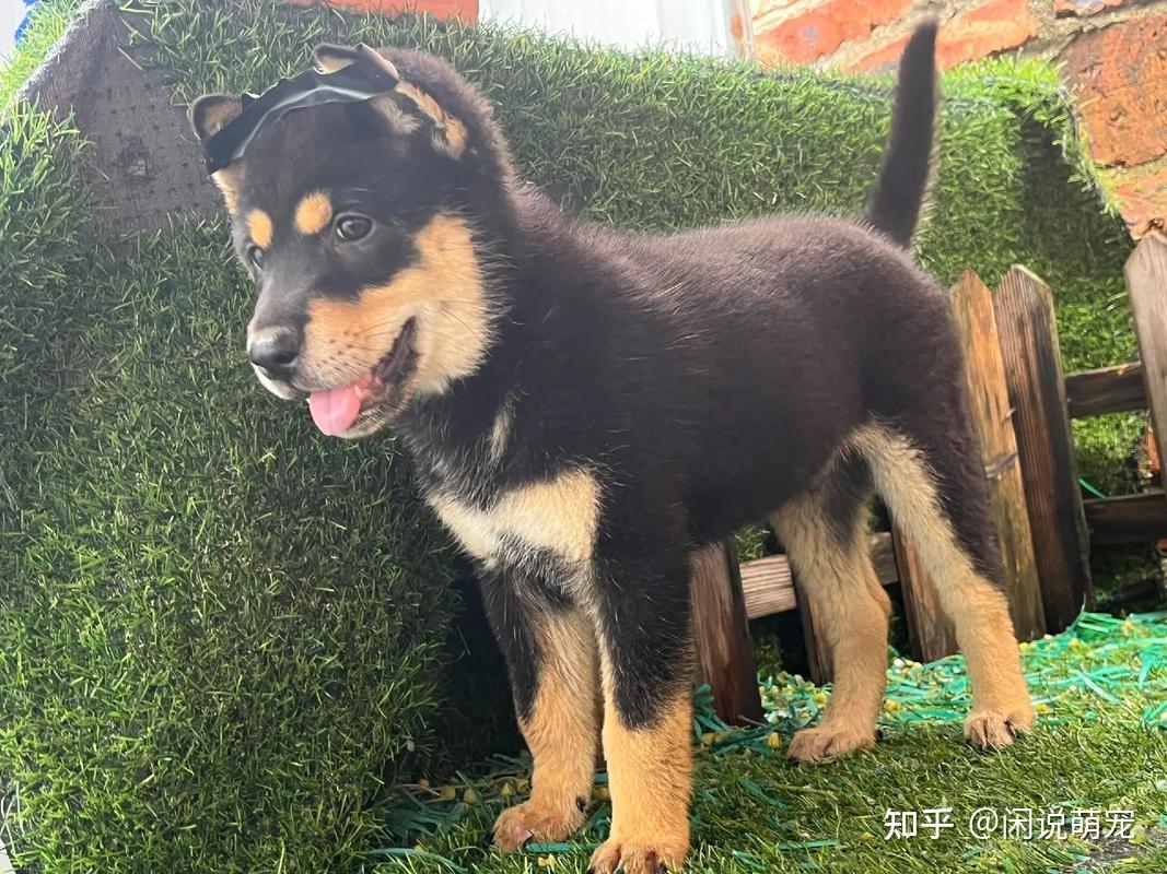 中华田园犬哪个品种好？这七种狗都是热门“本土神犬” - 知乎