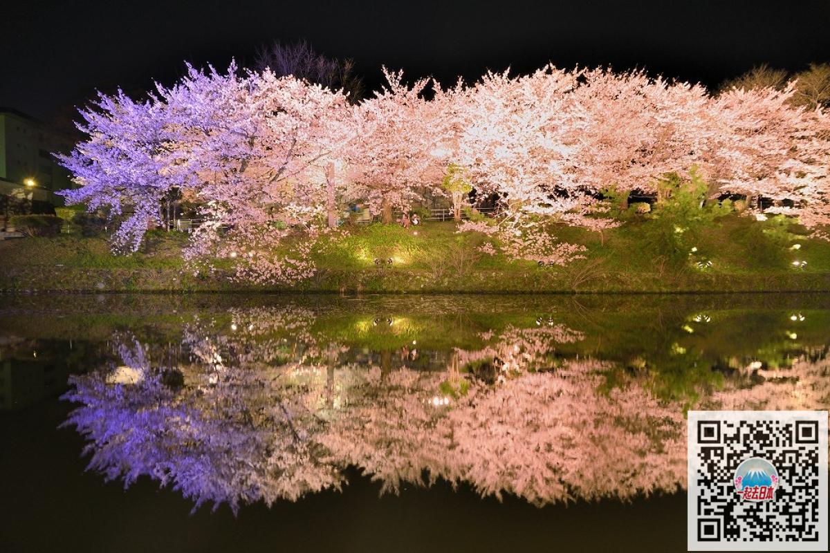 开花时期里,此处也会有「福冈城樱花节」活动,节日中公园各处的樱花