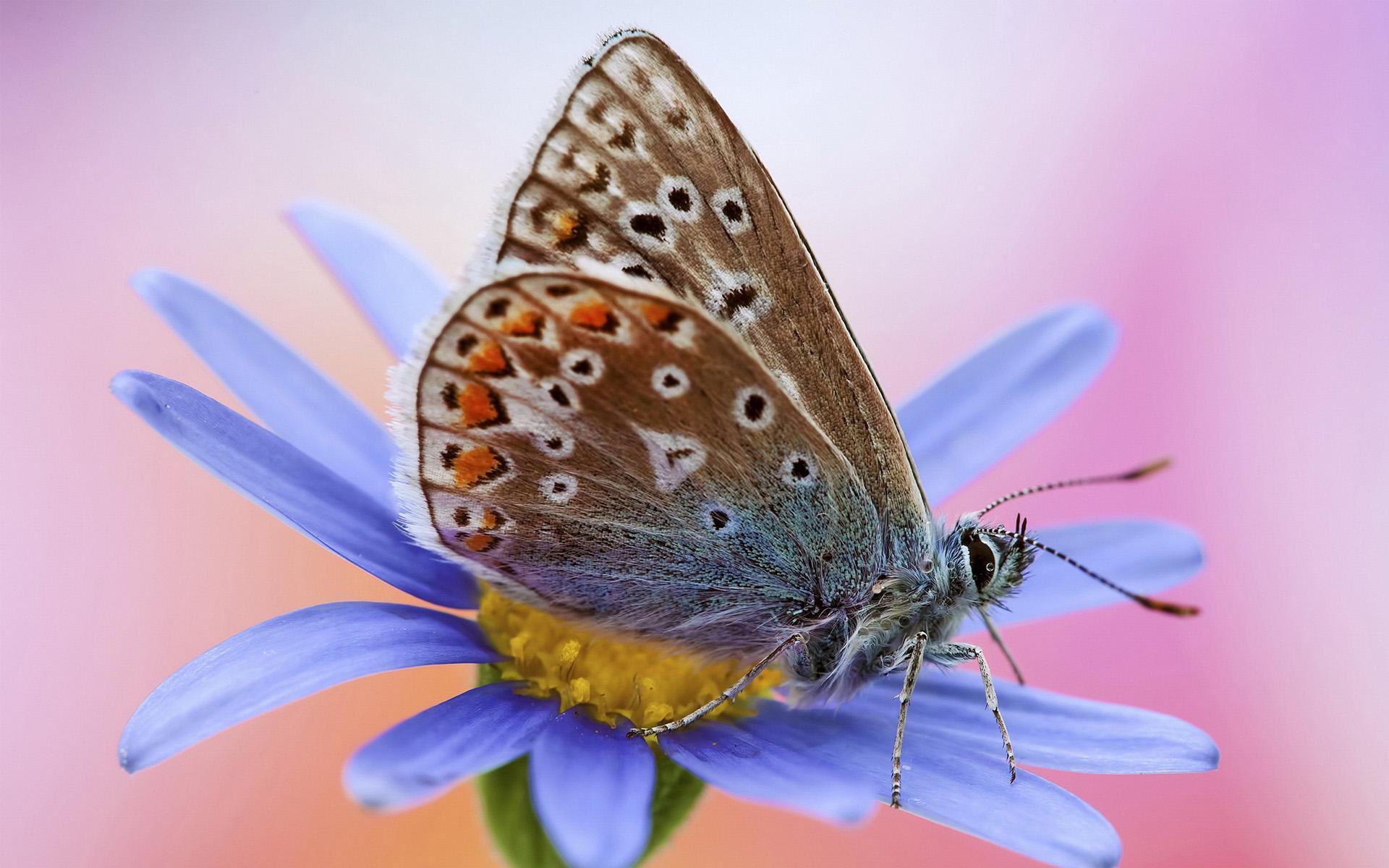 图集春天将至给大家分享一组好看的蝴蝶桌面壁纸