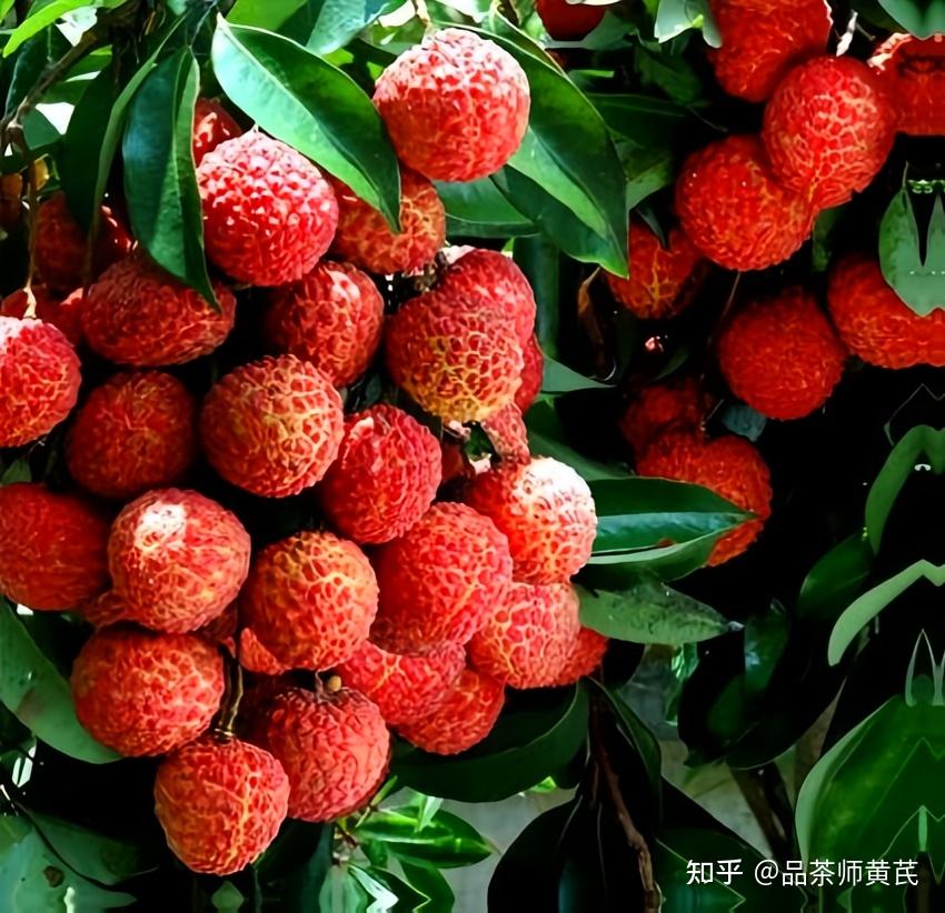 光顾着吃荔枝了，你知道“荔枝病”吗？ - 知乎