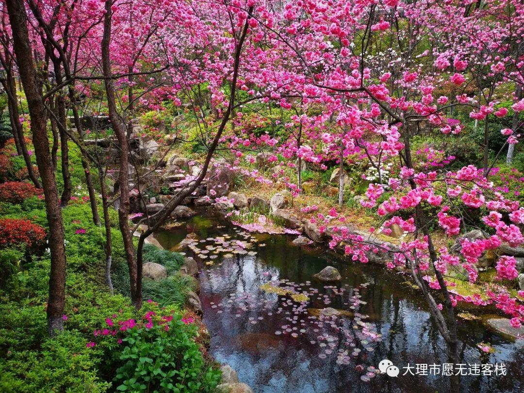大理山水间的樱花图片
