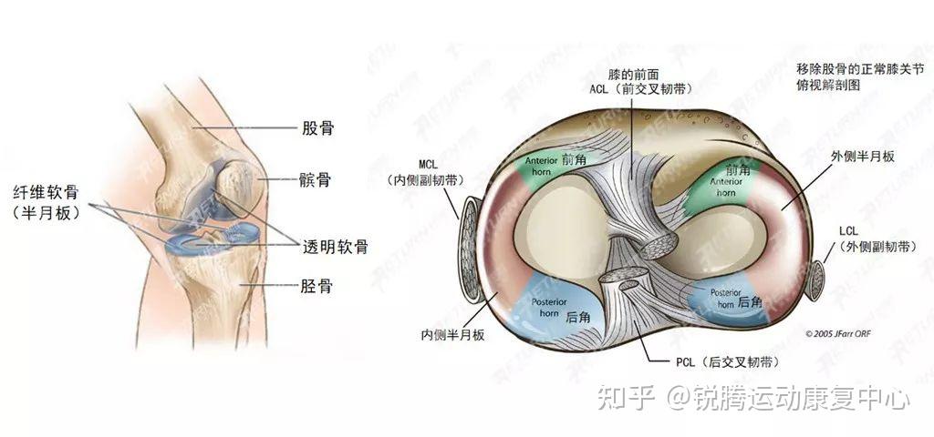 半月板因形状酷似弯月而得名,是膝关节内独有的纤维软骨结构,质地坚韧