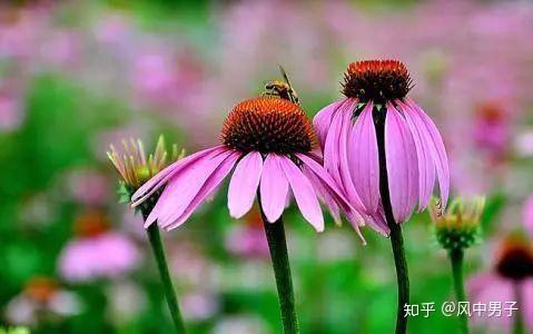 你不知道的庭院花园布置技巧及搭配方案 知乎