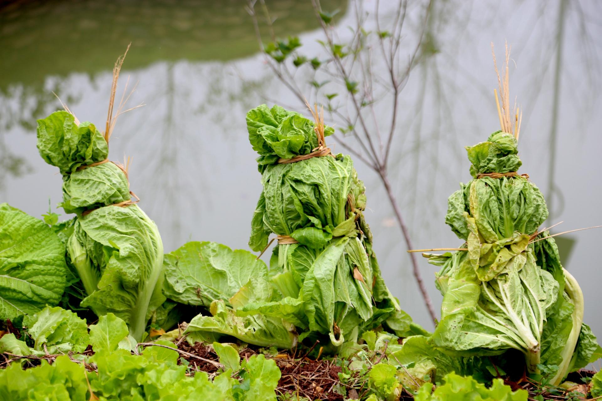 宜昌特产远安冲菜