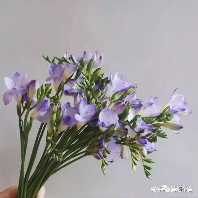 花語:思念相思梅花語:尊貴傑出兔尾草花語:永恆的愛,濃情厚誼,永不變