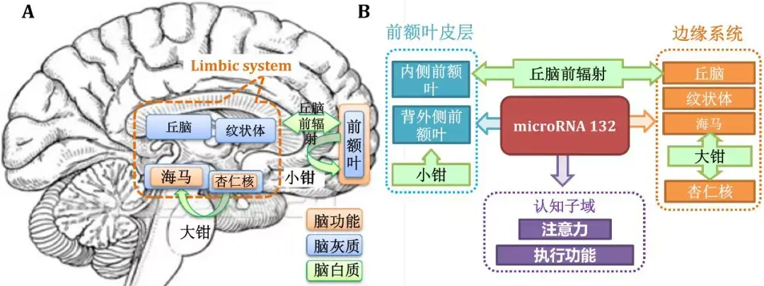 脑成像——重度抑郁者患者的新希望