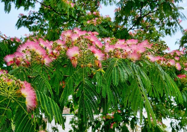 为什么合欢树又叫鬼树合欢花又叫苦情花