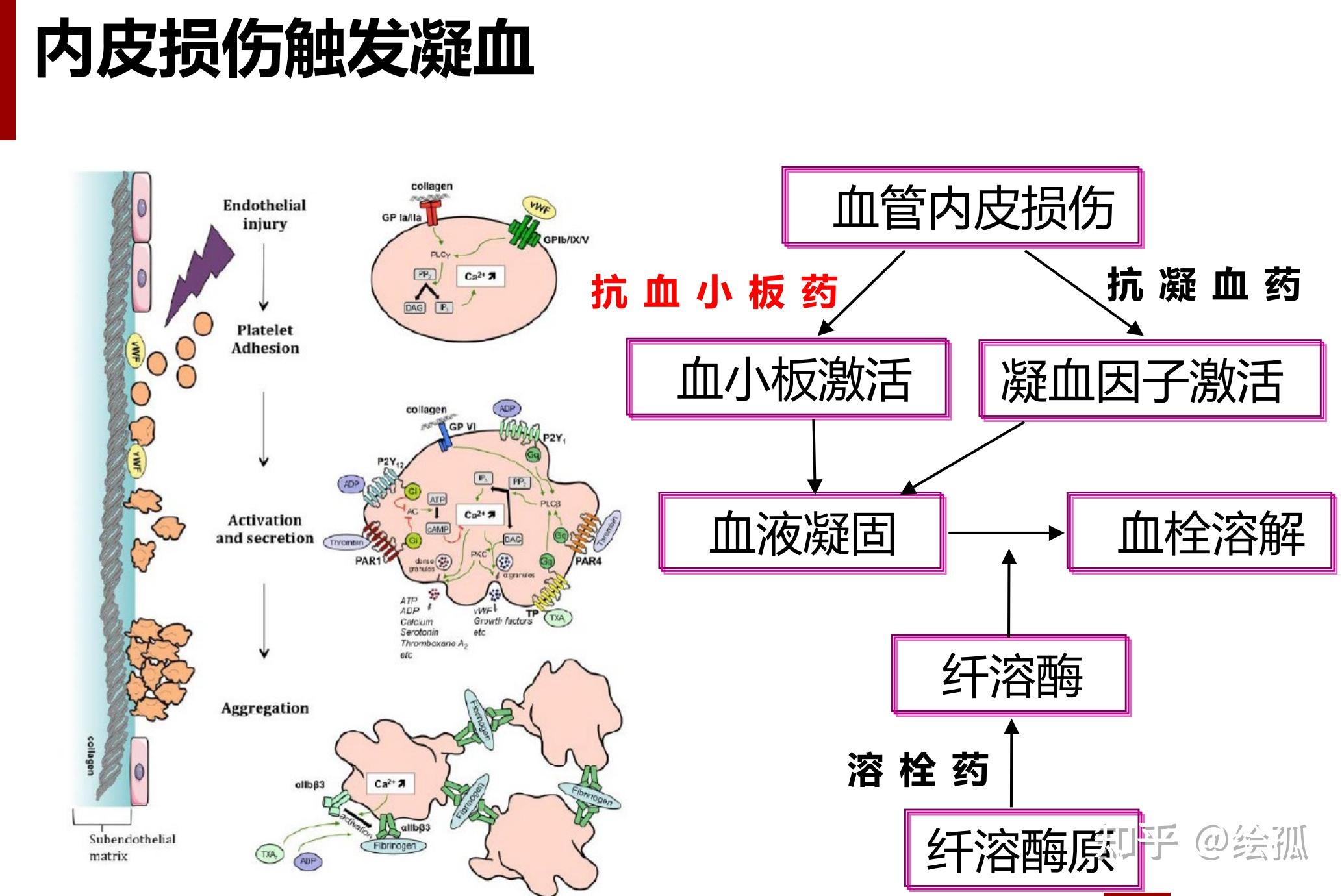 【循环系统6.2】【药理学】冠心病治疗相关药物 - 知乎