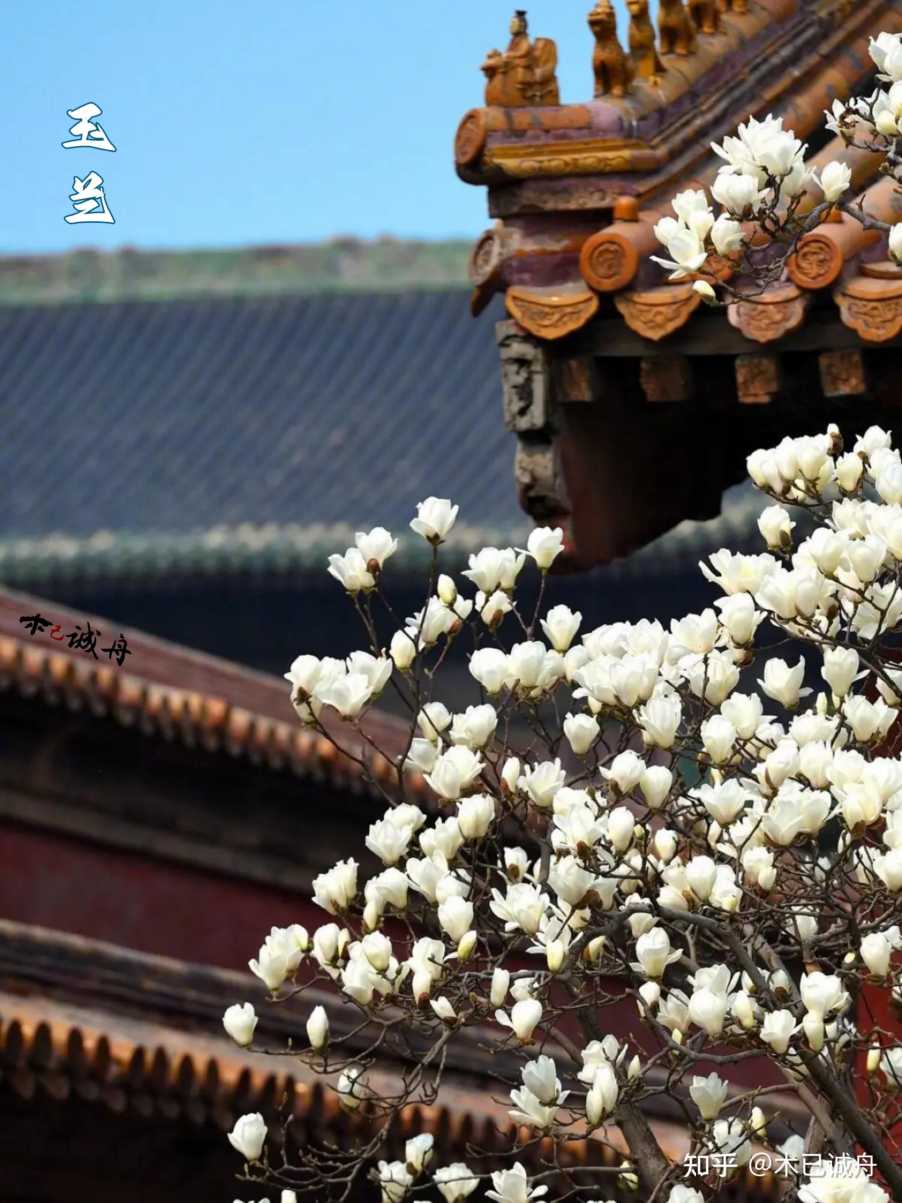 春暖花开：玉兰、辛夷 - 知乎