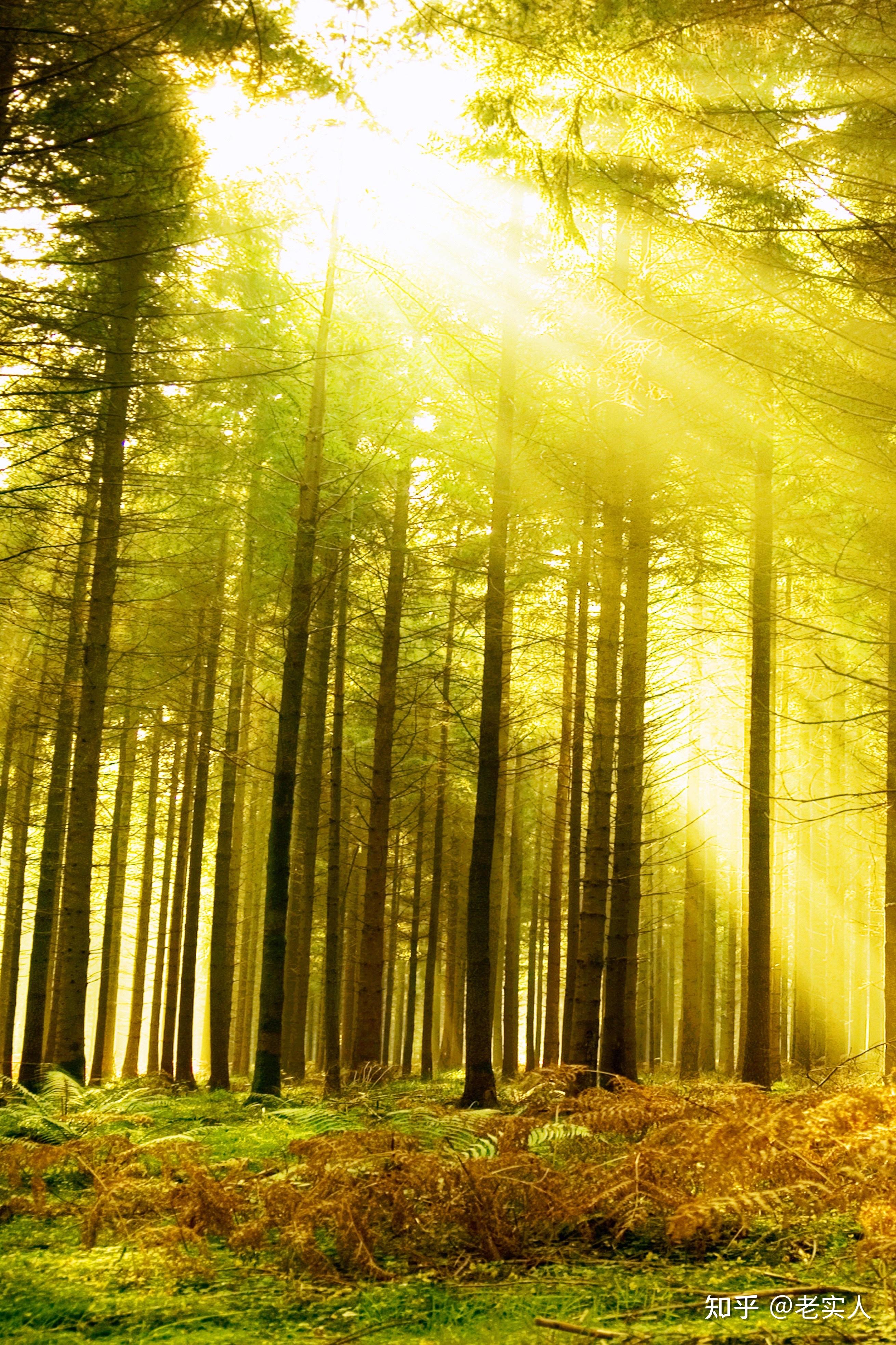 拨云见日向阳而生