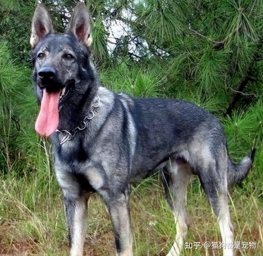 8款经典“中华田园犬”,你最喜欢哪种? - 知乎