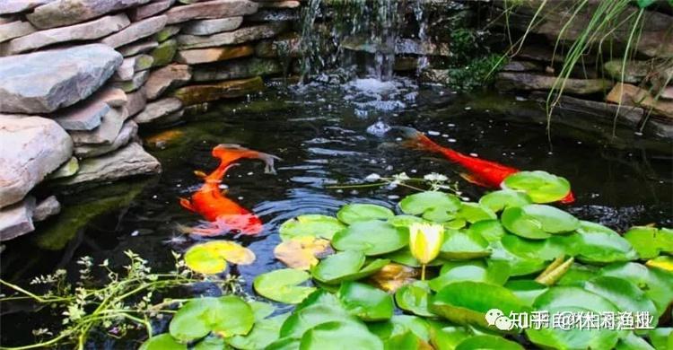 新鱼和老鱼怎么合缸 v2-8805077c6542a96b68dece3109b5b4f3_r.jpg