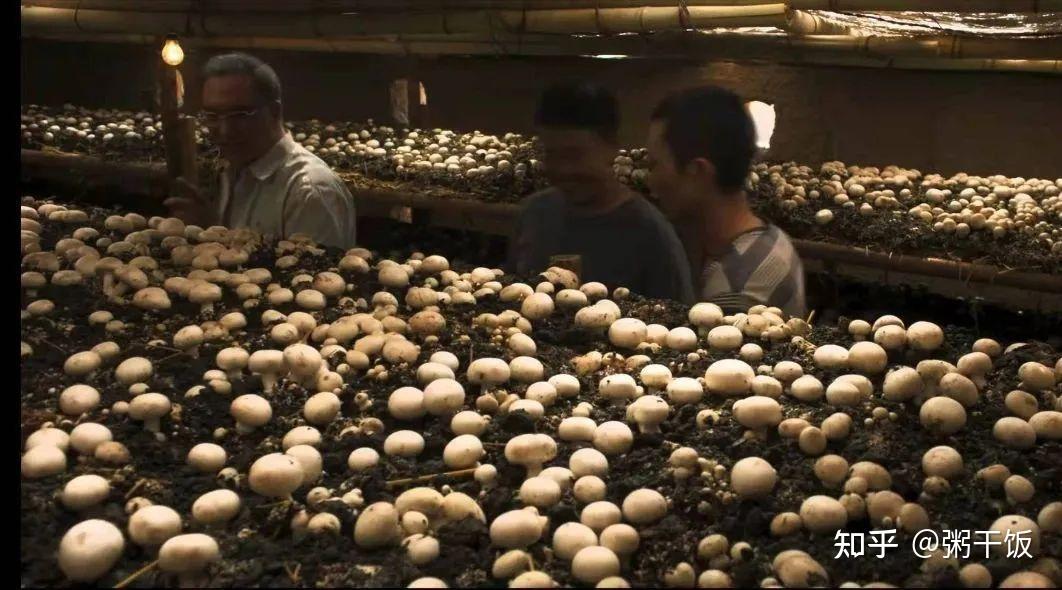 山海情金滩村蘑菇卖不出去咋办菇芳自赏可不行