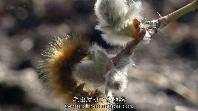 这绝对是世界上最有耐心和毅力的飞蛾了…生活在"冰冻星球"并不是自然