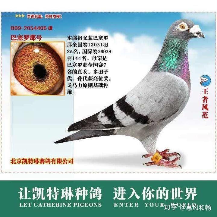 中华信鸽天使凯特琳女士祝福伟大的祖国母亲71岁华诞