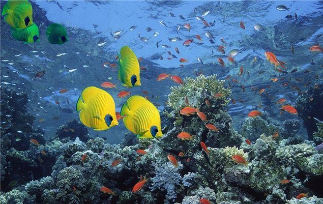 品质最好的海水鱼 v2-88156f3d0b11f55291b9c13e6388487b_1200x500.jpg