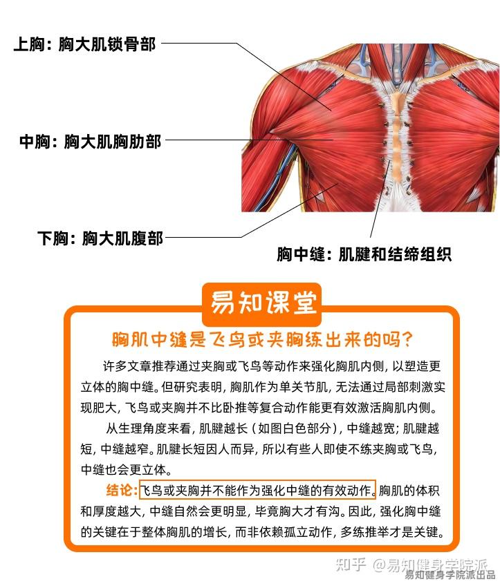 如何更快更轻松的拥有如图的胸肌呢?最有效的练胸计划! - 知乎