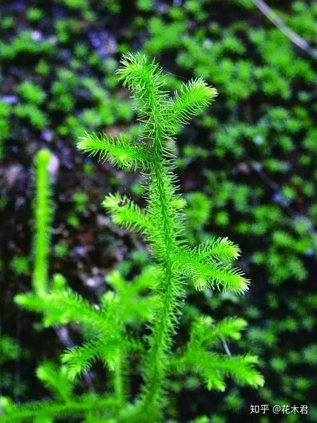 蕨类植物|石松的鉴赏与养护 - 知乎