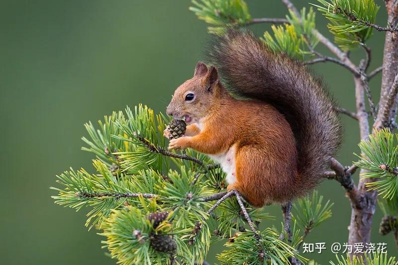 十大素食宠物 素食宠物有哪些 常见素食宠物盘点 - 知乎