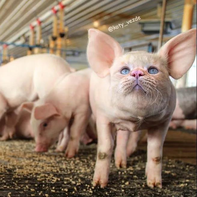 当猫眯长了张猪脸,你还会爱它吗?