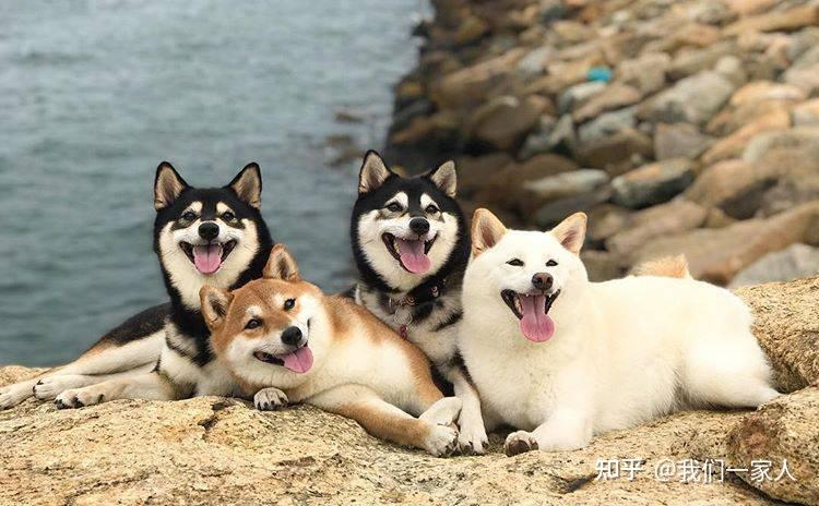 揭秘！“纯种”柴犬的6大特征，很多人养的都是串串 - 知乎