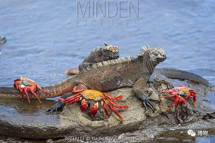 一起晒太阳图片来源见水印这些海鬣蜥平时相安无事