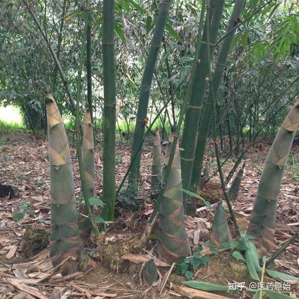 带你识别竹茹