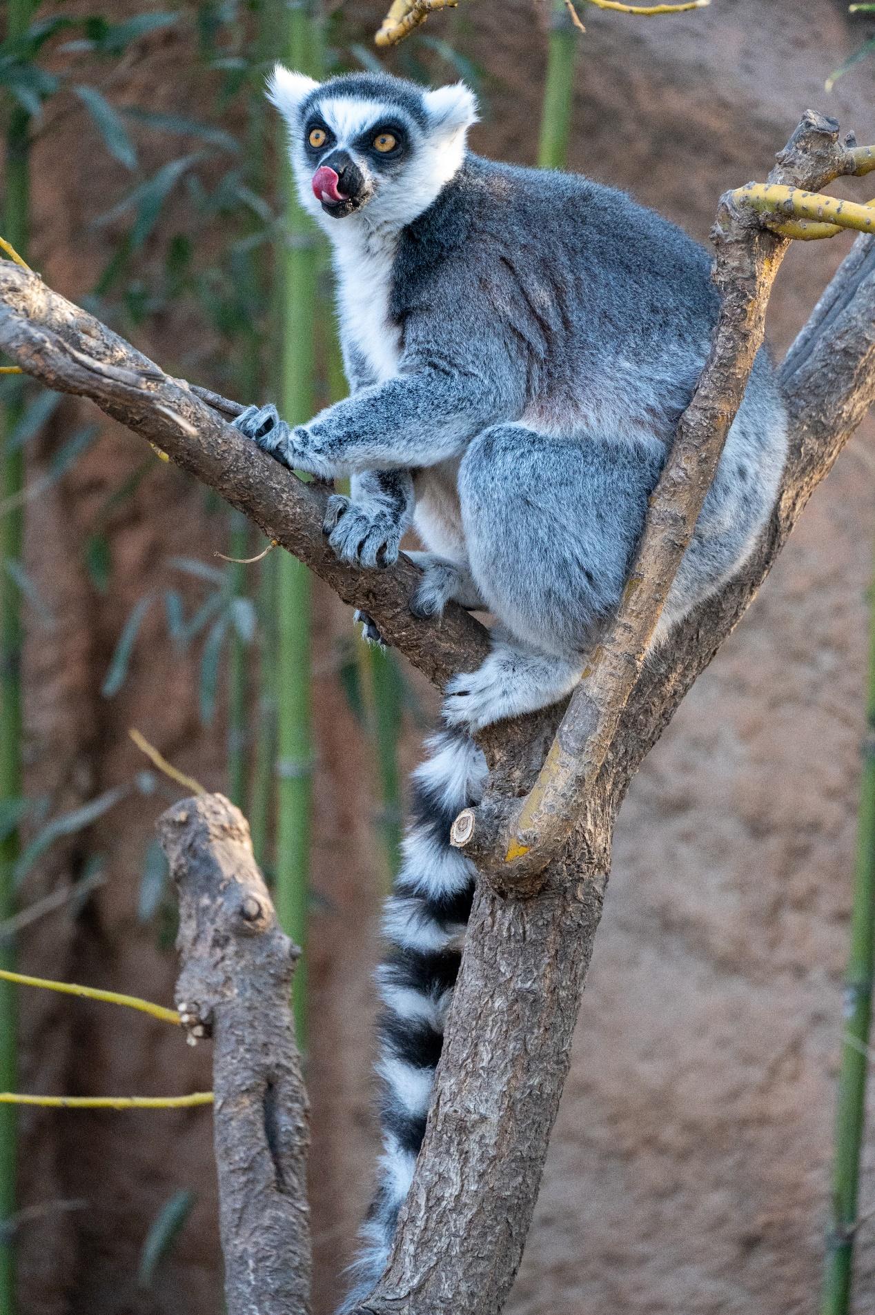 环尾狐猴 | 物种科普