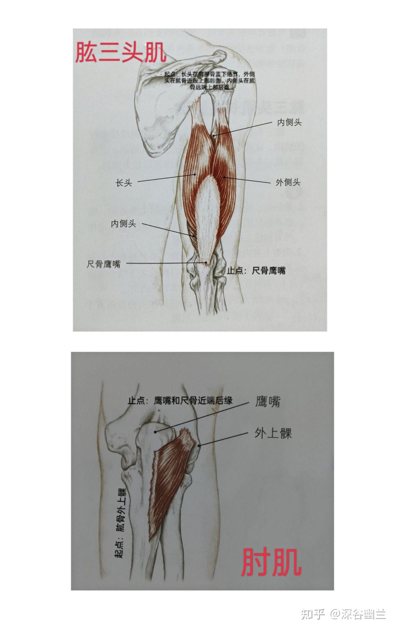 肱四图片