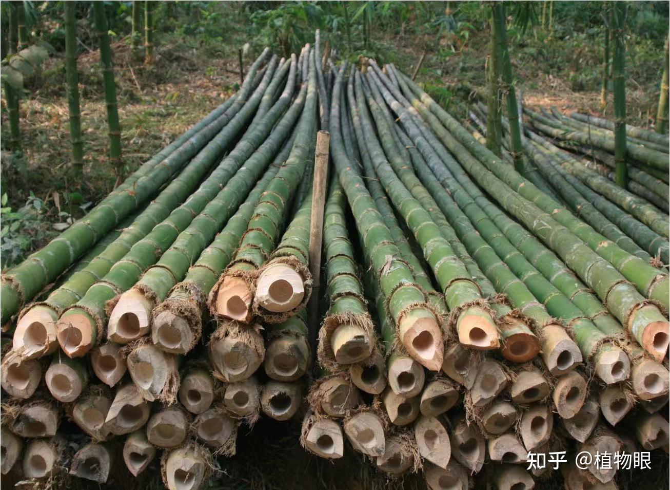 用竹子做的东西怎么做,竹子做的东西,竹子能做什么东西_大山谷图库