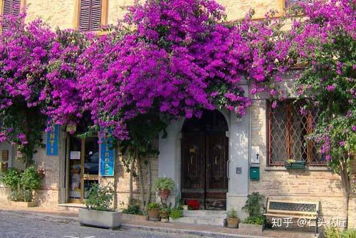 家门口栽1棵 三角梅 到了5月变 花海 这样的美景谁都想看 为什么门口不能种三角梅 双偶网
