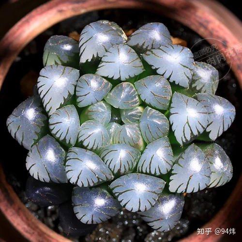 多肉胭脂云的爆盆技巧 胭脂莲多肉怎么养