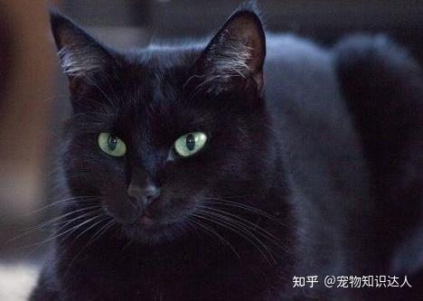 为什么养玄猫的人那么少？其实原因大概就几个 - 知乎