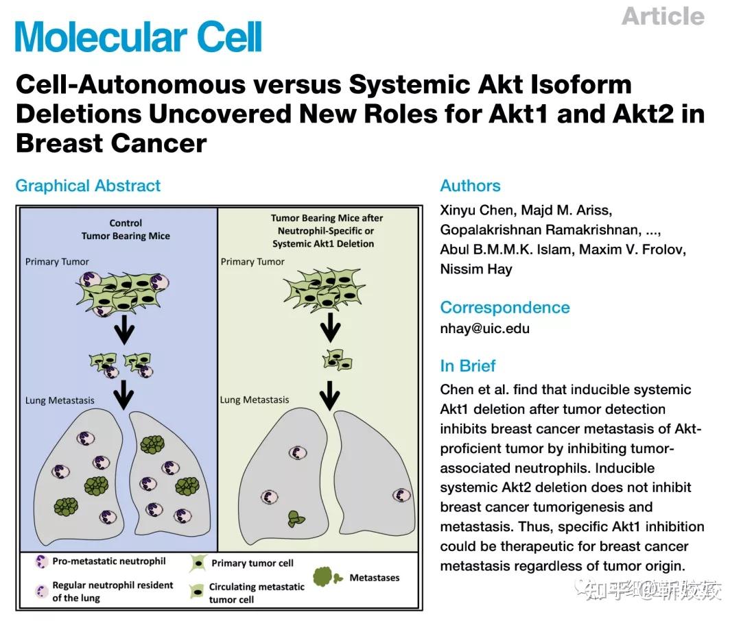 细胞自主与系统性akt亚型缺失揭示了akt1和akt2在乳腺癌中新的作用发