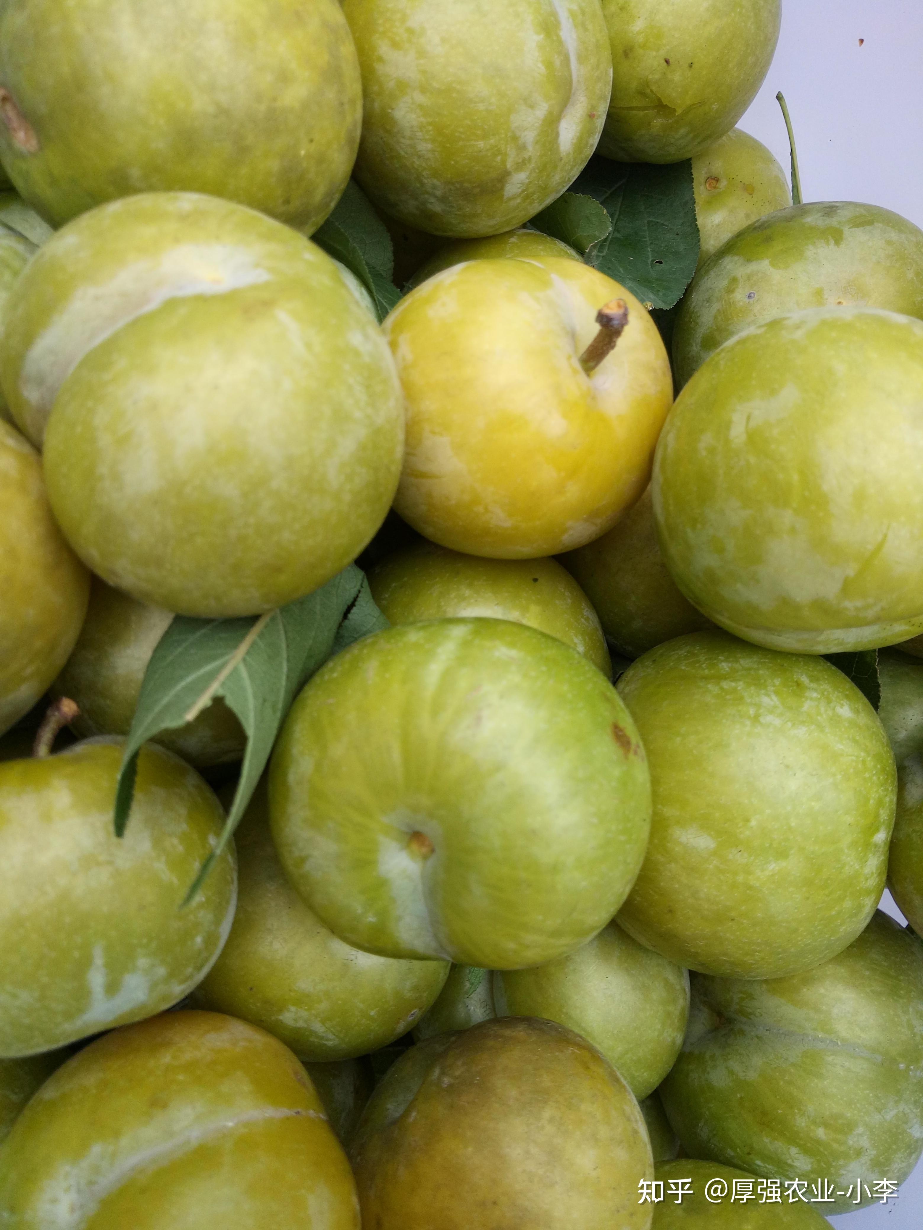 六马蜂糖李种植技术蜂糖李子树苗种植哪里有果树苗批发基地