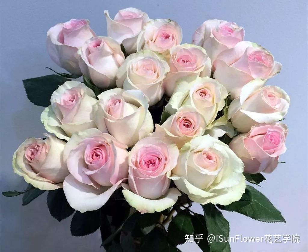 玫瑰花色彩的秘密