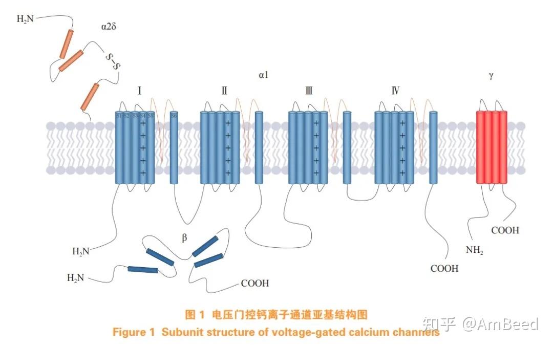 【AmBeed文献解读】颜宁团队在Channels发表综述：电压门控钙离子通道结构研究的前沿突破 - 知乎
