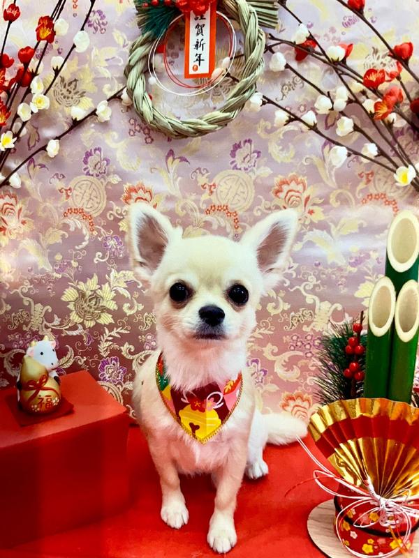 謹賀新年21 知乎