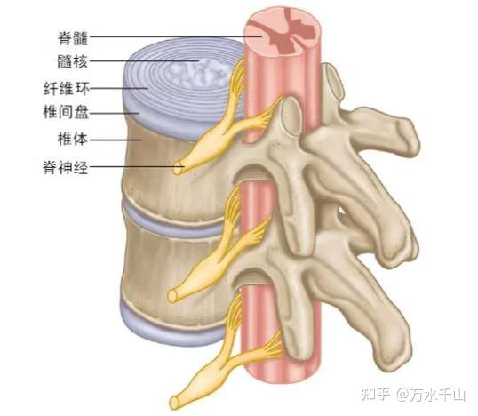 腰椎骨质增生的治疗和预防