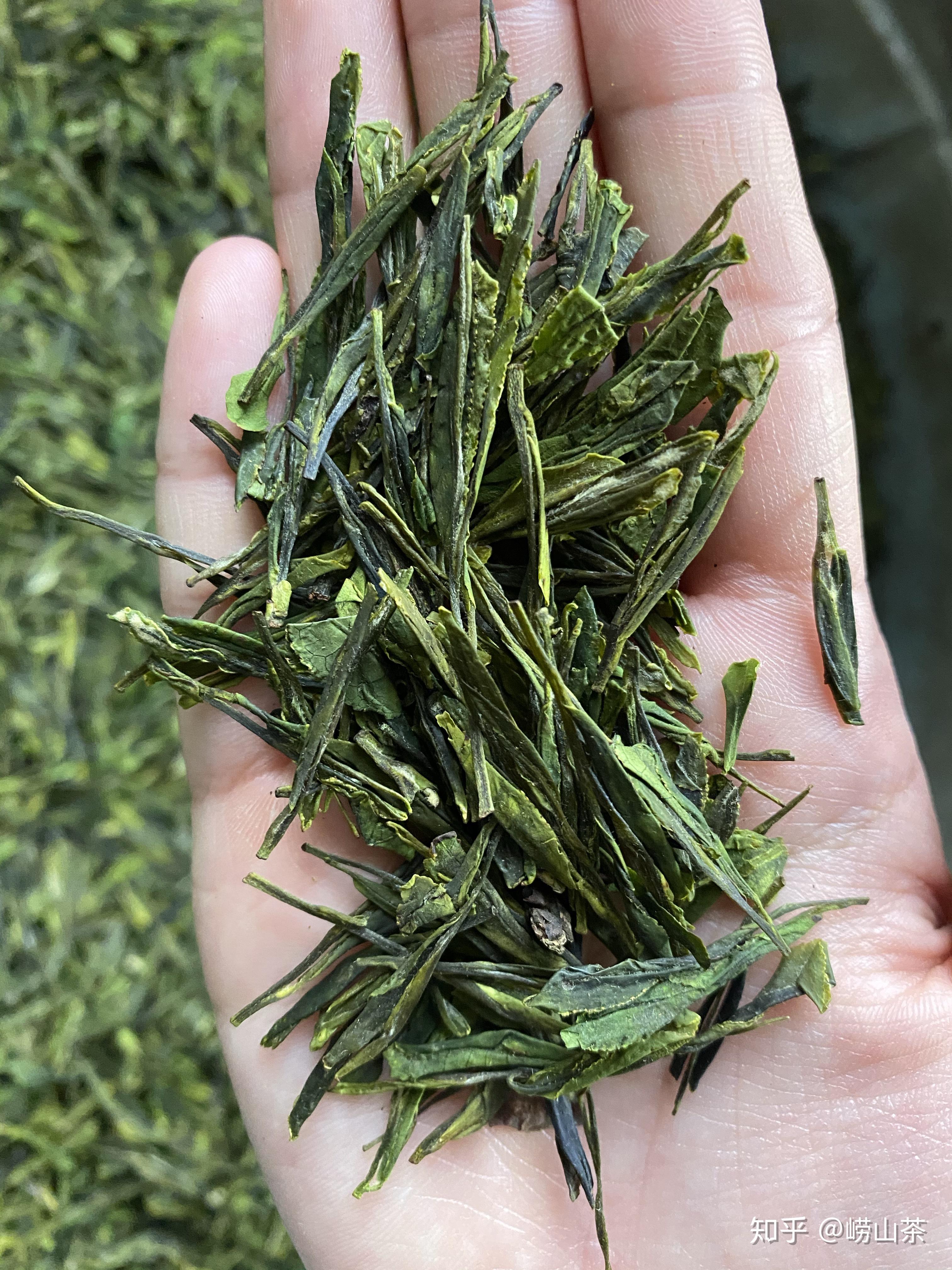 崂山茶青岛特青岛特产