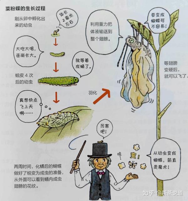 菜青虫的生长过程图片图片