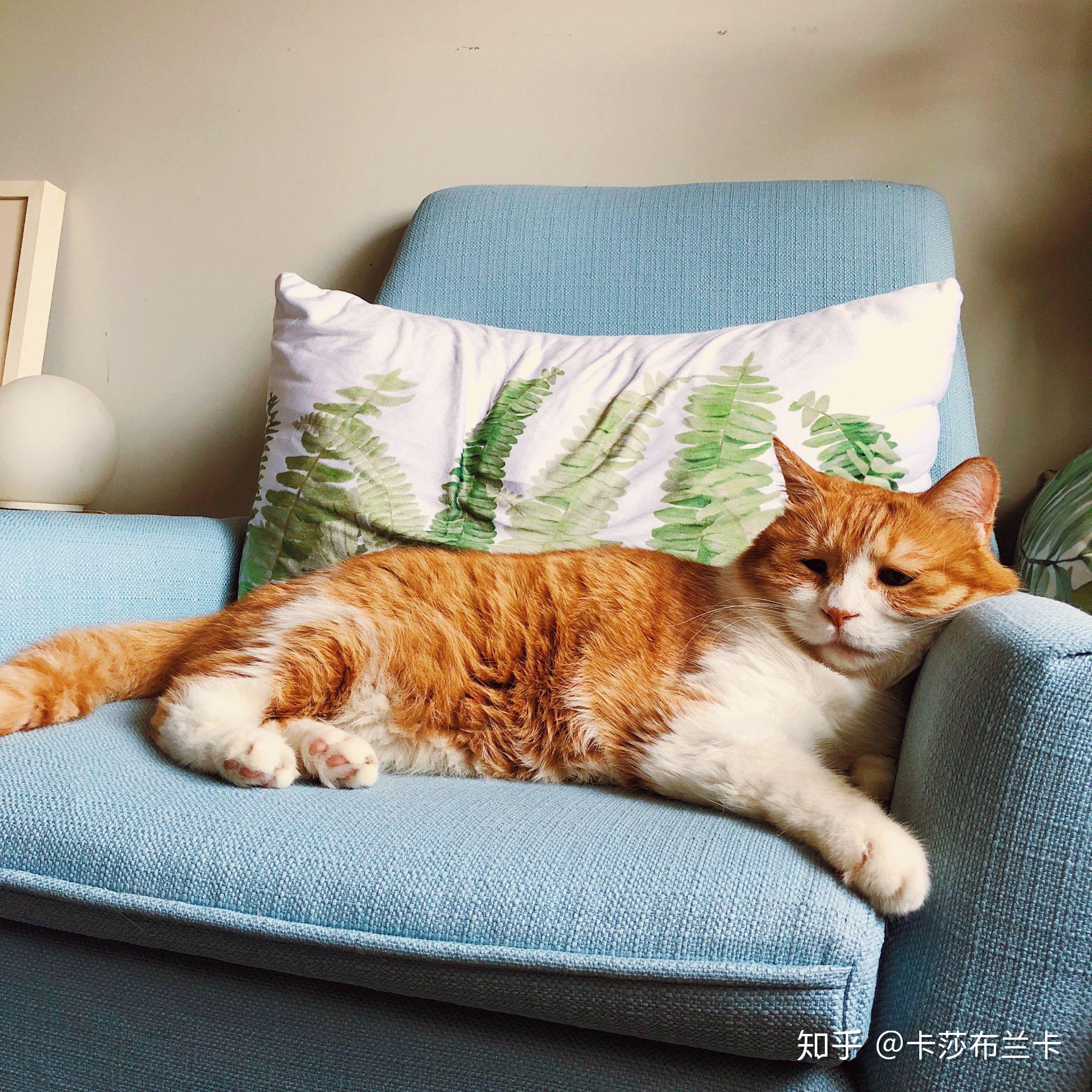 如何评价知乎改版后上下滑动看答案?