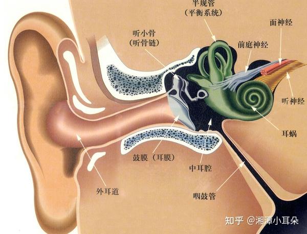 内耳解剖内耳包括骨迷路和膜迷路,包藏在颞骨岩部的骨质内,位于鼓室和