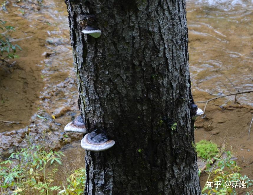 菇趣——红缘拟层孔菌