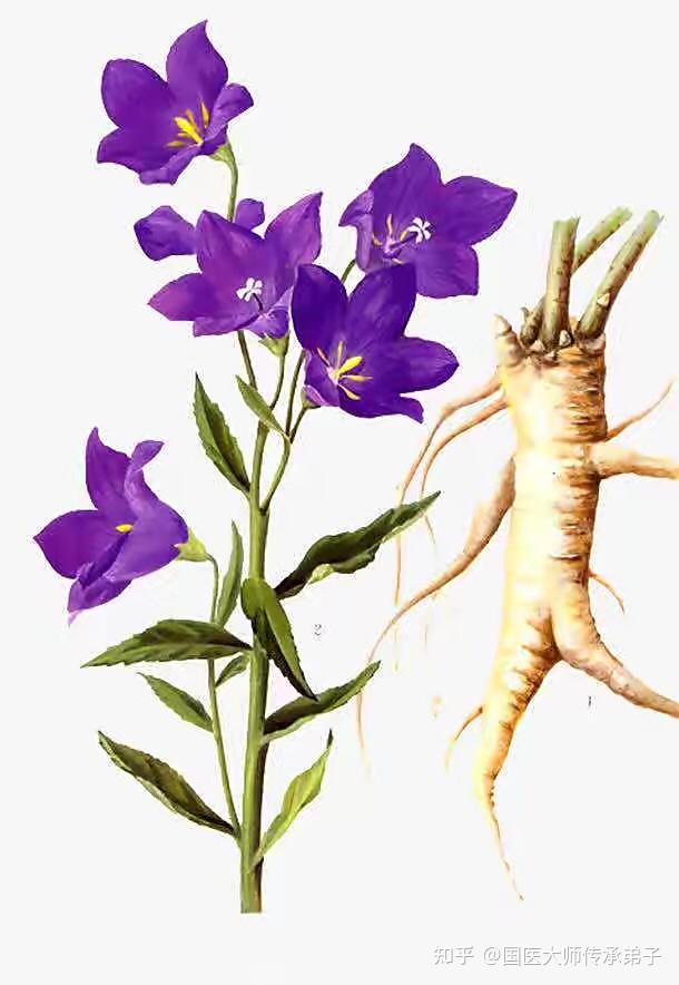 中草药详解"桔梗" - 知乎