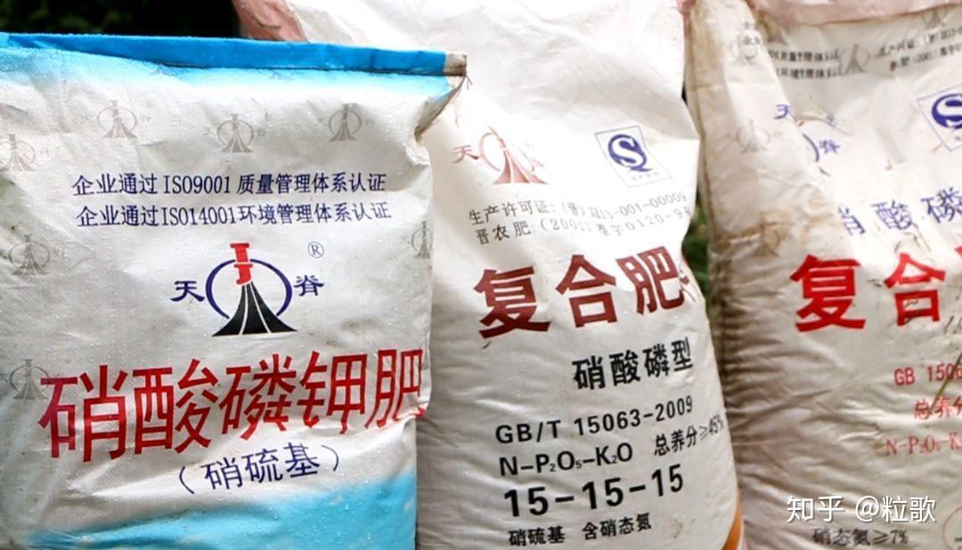 天脊硝酸磷系列肥在采访现场,张明自家的沃柑长势怎么样?