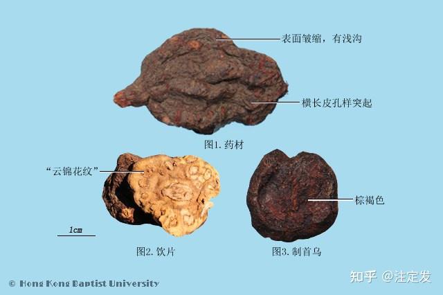 中药学——何首乌——解毒，消痈，截疟，润肠通便。用于疮痈，瘰疬，风疹疲痒，久疟体虚，肠燥便秘。 - 知乎
